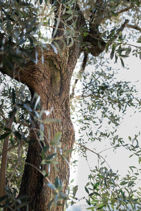 La Poderina Scansano Exteriér fotografie